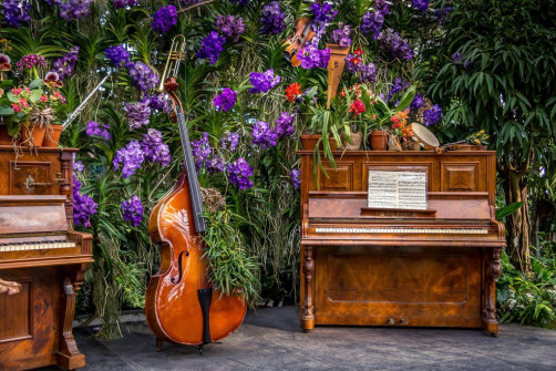 Mainau - Ausstellung Musikinstrumente und Orchideen